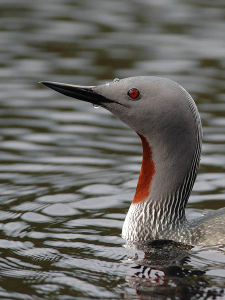 Kaakkuri, Red-throated Diver, Gavia stellata